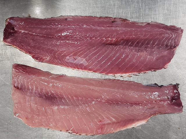 image of carp fish
